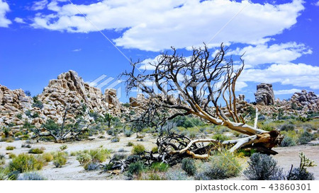 tree, desert, deserts 43860301