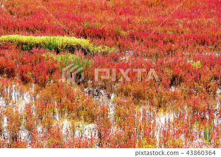 Coral grass of Lake Notori (in Abashiri-shi Yusuhara) 43860364