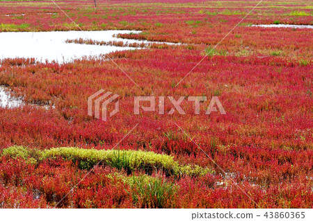 Notori湖的珊瑚草（在網走市Yusuhara） 43860365