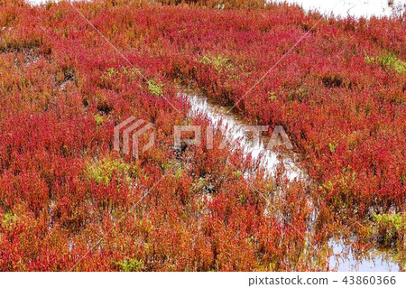 Notori湖的珊瑚草（在網走市Yusuhara） 43860366