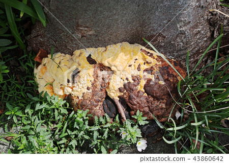 Mushroom grown at the root of zelkova Mushroom grown at the root of zelkova 43860642