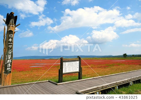 Coral grass of Lake Notori (in Abashiri-shi Yusuhara) 43861025