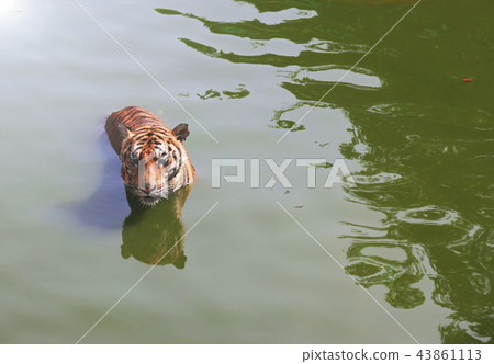 the tiger in the river the tiger in the river 43861113