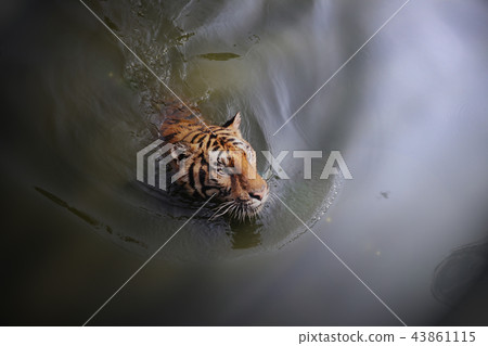 The tiger in water. The tiger swimming. The tiger in water. The tiger swimming. 43861115