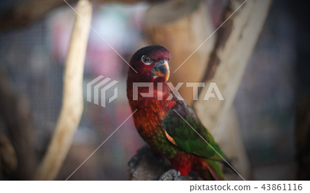 the parrot the parrot 43861116