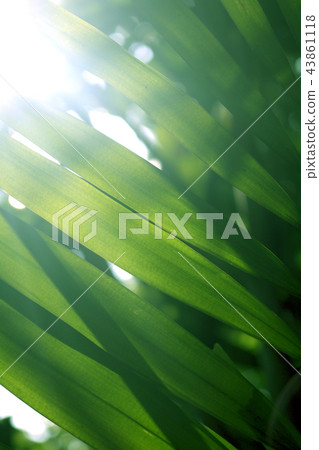 green leaf background 43861118