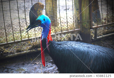cassowary bird cassowary bird 43861125