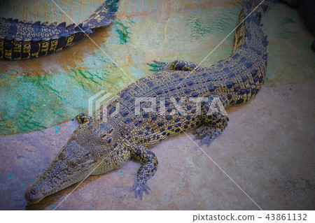 the crocodile in zoo the crocodile in zoo 43861132