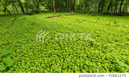 Sengagahama的流量 Sengagahama的流量 43861274