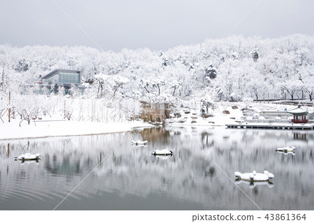Snow, North Seoul Dream Forest, Gangbuk-gu, Seoul Snow, North Seoul Dream Forest, Gangbuk-gu, Seoul 43861364