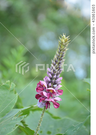 落花 落花 43861603