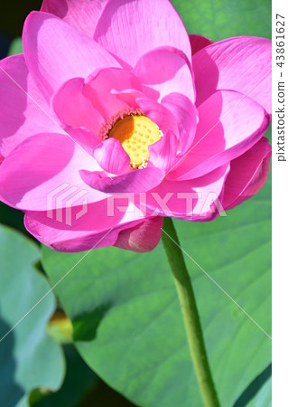 Lotus flower  43861627