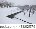 Goryokaku Park in Hakodate City, Hokkaido 43862579