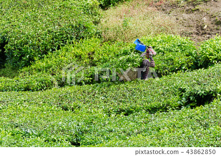 Tea workers harvesting tea leaf in the basket Tea workers harvesting tea leaf in the basket 43862850