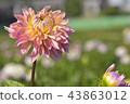 Dahlia 43863012