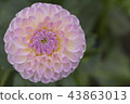Dahlia 43863013