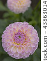 Dahlia 43863014