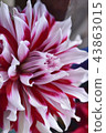 Dahlia 43863015