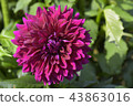 Dahlia 43863016