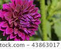 Dahlia 43863017