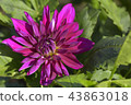Dahlia 43863018