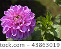 Dahlia 43863019