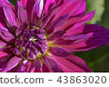 Dahlia 43863020