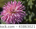 Dahlia 43863021