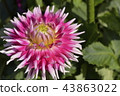 Dahlia 43863022