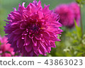Dahlia 43863023