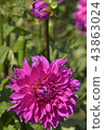 Dahlia 43863024