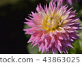Dahlia 43863025