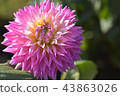 Dahlia 43863026