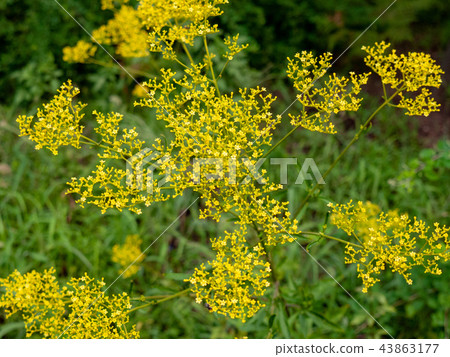 Mukaijima Hyakunen 25 Mukaijima Hyakunen 25 43863177