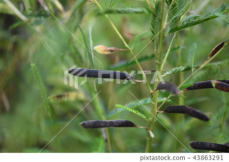 Kawara Ketsui seeds 43863291