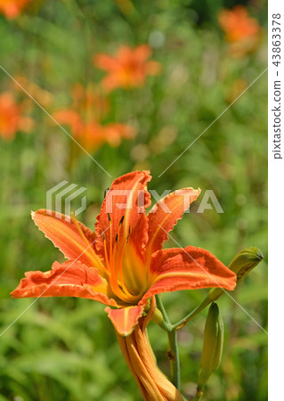 Plants: Nokanzou Lily 43863378