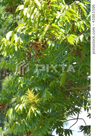 樹：Muromiaceae 43863386