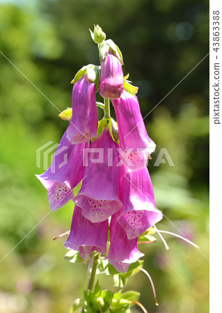 Plant: Diquitalis 43863388