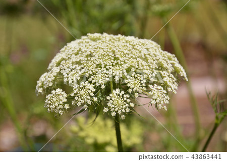 植物:胡蘿蔔絹科 植物:胡蘿蔔絹科 43863441