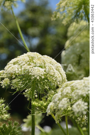 Plant: Carrot Seriaceae Plant: Carrot Seriaceae 43863442