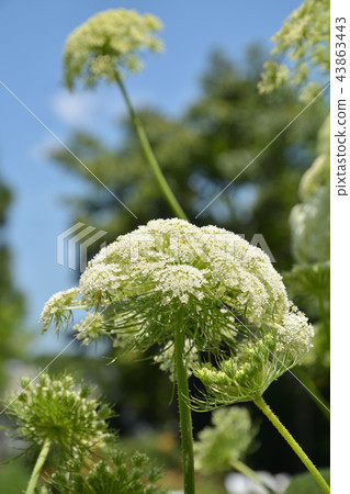 Plant: Carrot Seriaceae Plant: Carrot Seriaceae 43863443