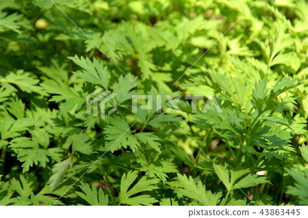 植物：Sengyu Seri 43863445