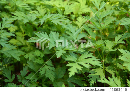 Plants: Sengyu Seri Plants: Sengyu Seri 43863446