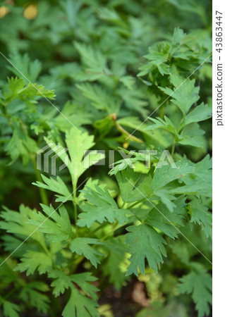 植物:Sengyu Seri 植物:Sengyu Seri 43863447