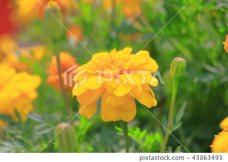 Yellow marigold Yellow marigold 43863493