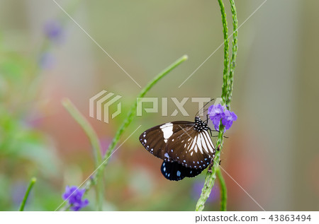 Beautiful butterfly resting on the flower  43863494