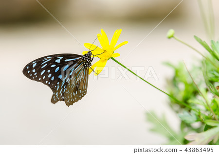 Beautiful butterfly resting on the flower  43863495