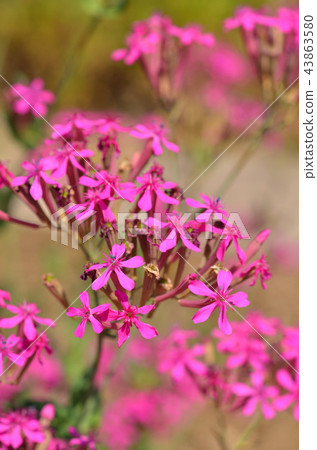 Plant: Mythrinidae Plant: Mythrinidae 43863580