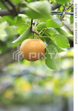 Harvest pear 43863670