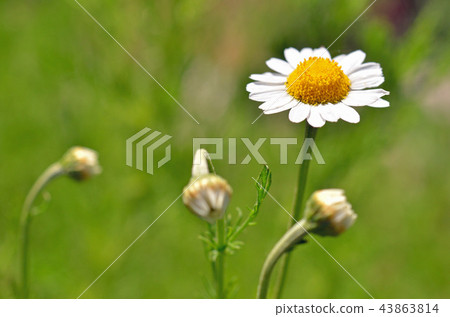 Plant: Roman camomile 43863814